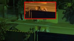 Video: बाड़े से फरार हुआ सर्कस का शेर, लोगों में फैली दहशत; ऐसे पकड़ा गया