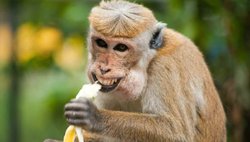 बंदर ने फेंक दी जहर की पुड़िया, चूरन समझकर बच्चों ने चाटा; हो गई मौत