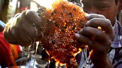 विदेशियों को भा रहा सहारनपुर का शहद, आस्ट्रेलिया से मिला आर्डर; अब मोम के निर्यात की भी तैयारी