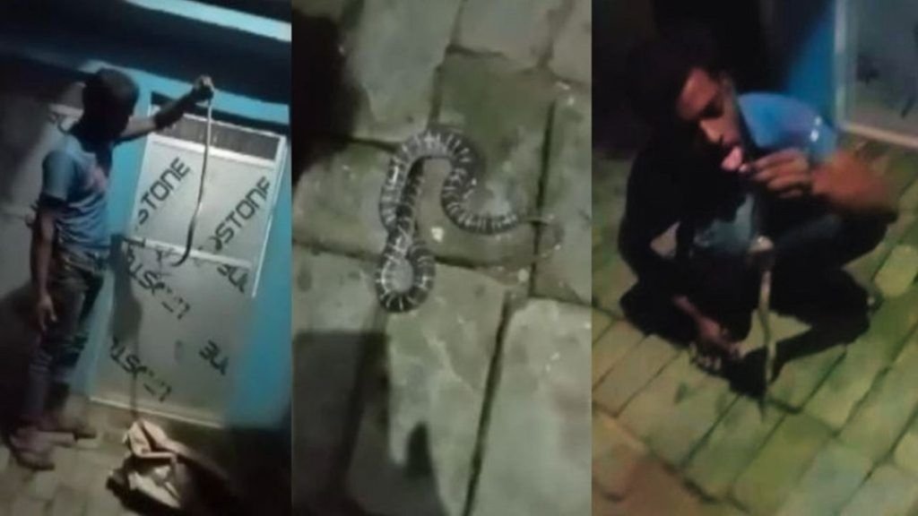 Snake Bite Video | Deoria Snake Bite