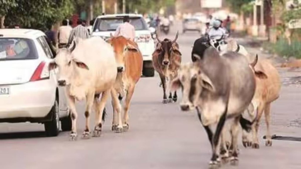 Stray Animal | animal husbandry | Blog |