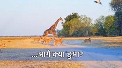 पानी पीने पहुंचे जिराफ पर टूट पड़े 20 शेर, देखिए आगे क्या हुआ