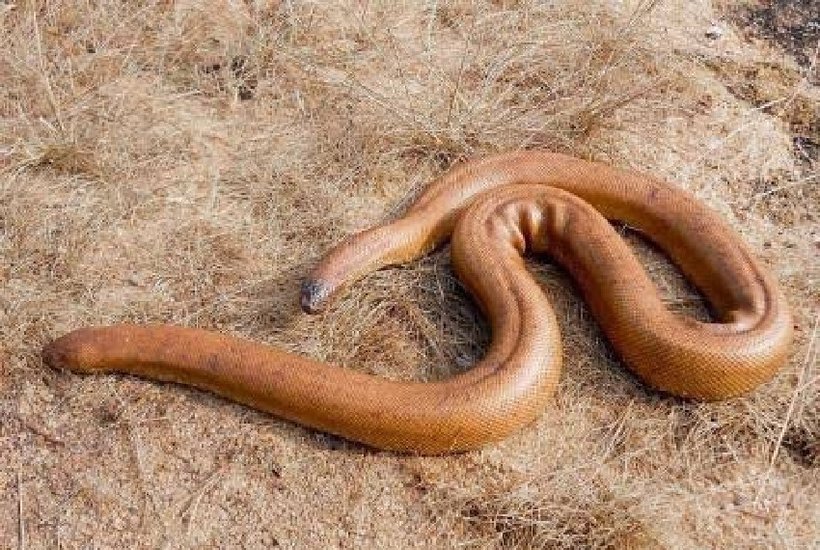 what is two mouth snake
