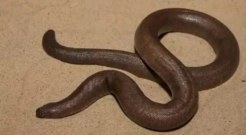 two mouth snake