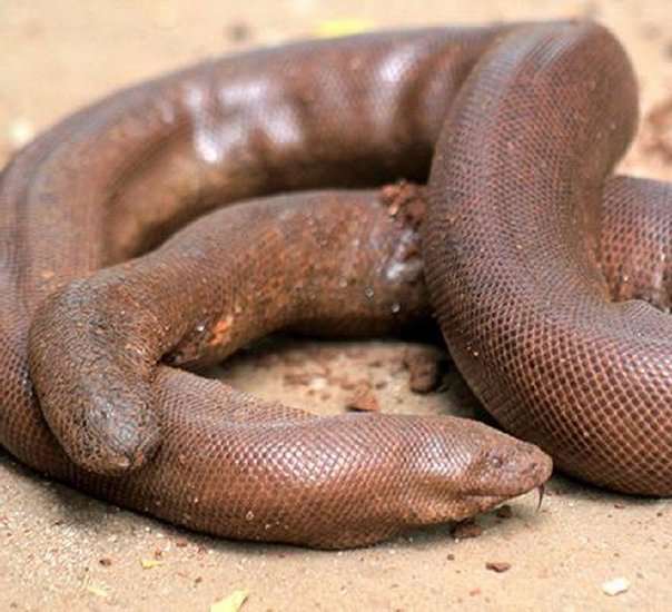 two mouth snake smugglers