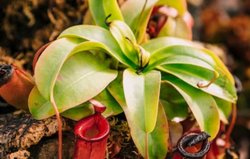 प्रकृति का अनमोल वरदान है यह पत्ता, सर्दी में सांस की दिक्कत समेत सभी कष्टों में अमृत समान, जानें क्या है ये