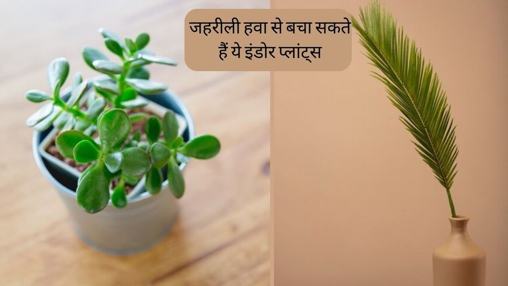 Air Pollution । Air Purifying Plants । Home Decor Plants