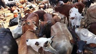Jansatta Editorial | Animals |