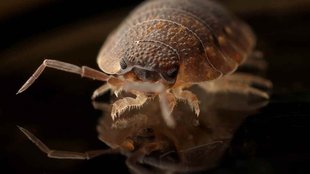 bed bugs in south korea
