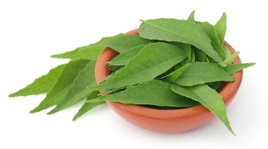 how to use curry leaves, indianexpress.com, curry leaves chew daily,करी पत्ता के सेहत के लिए फायदे,