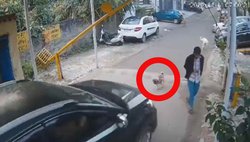 कुत्ता टहलाते हुए मोबाइल में लगा था शख्स, हो गया हादसे का शिकार, वायरल हो रहा वीडियो