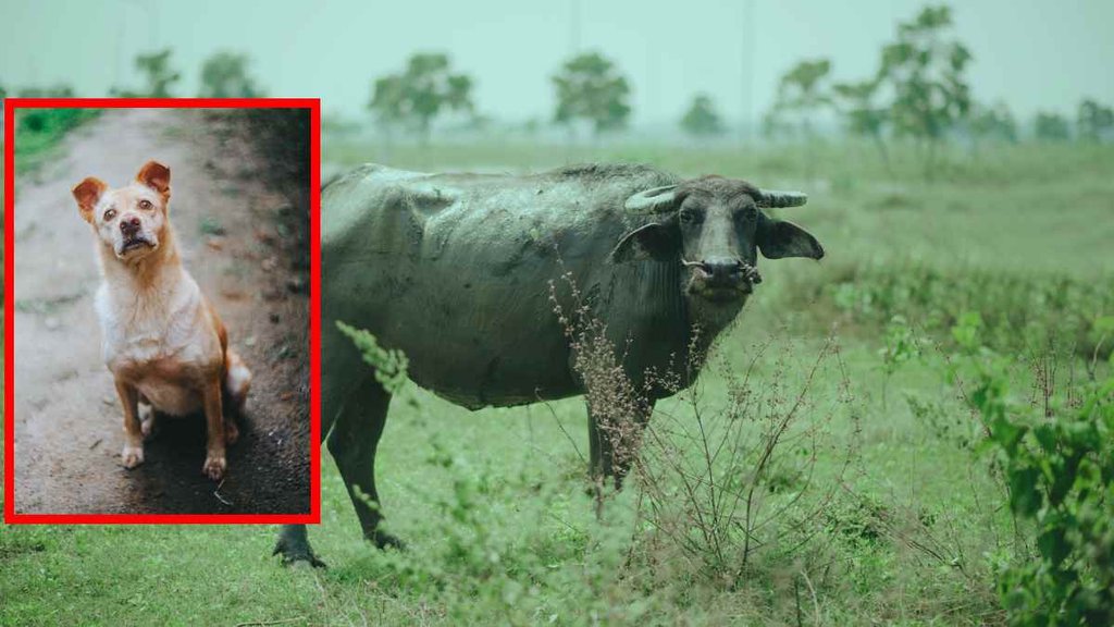 gujarat dog attack