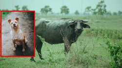 इस भैंस का दूध पीने वालों को खोजकर लगाया जा रहा है इंजेक्शन, जानिए क्या है पूरा मामला