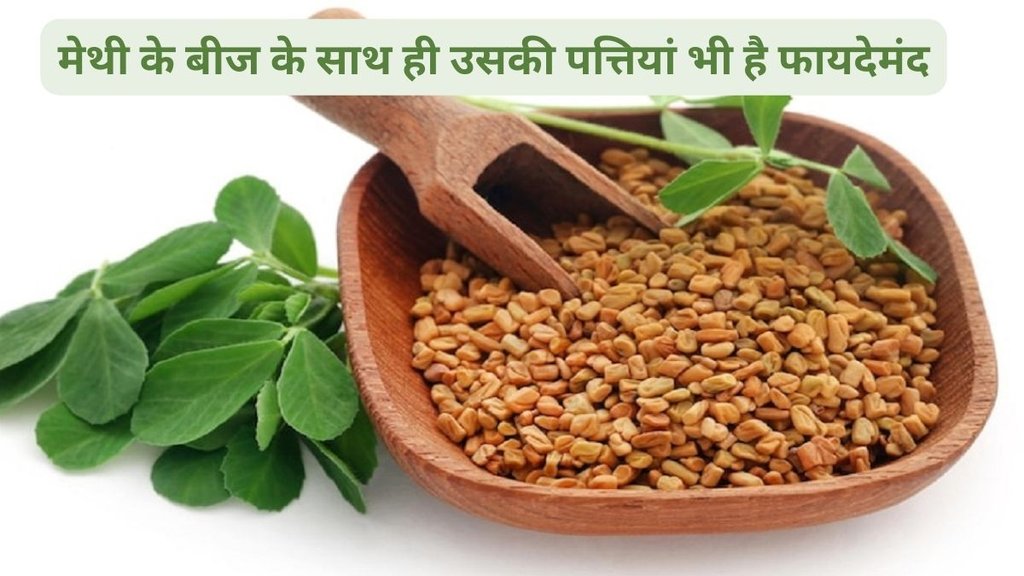 Methi leaves benefits,Methi Leaves For Bone Health,Winter Special Methi: सर्दियों में मेथी की सब्जी खाने के अद्भुत फायदे, सर्दी में मेथी के साग के सेहत को फायदे