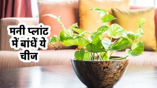 Vastu shastra,Money Plant, Money Plant ke Upay, vastu, vastu tips,