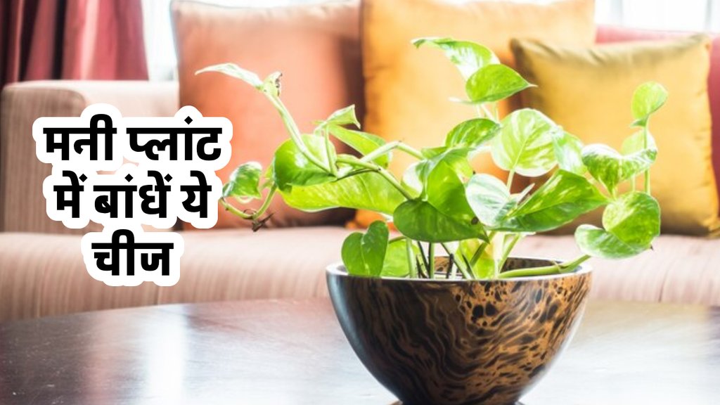 Vastu shastra,Money Plant, Money Plant ke Upay, vastu, vastu tips,