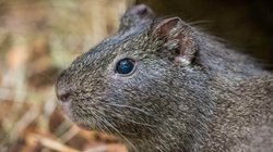 कोर्ट में होगी चूहे की पेशी? एमपी पुलिस ने किया था ‘गिरफ्तार’, शराब की बर्बादी का था आरोप