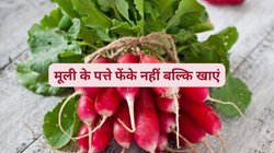 क्या आप मूली के पत्ते खा सकते हैं? क्या Radish की तरह उसका साग भी सेहत के लिए फ़ायदेमंद हैं? आइये जानते है क्या है सच्चाई
