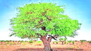 shami tree| sahitya