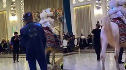 शादी में घोड़े की इस हरकत पर नहीं रुकेगी हंसी, खूब वायरल हो रहा वीडियो