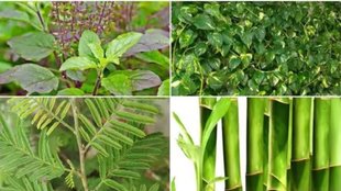 Good Luck Plants, vastu shastra