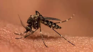 ZIKA VIRUS