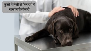 Dogs Falling Sick | Dogs Respiratory Disease | Dogs Mysterious Disease in US