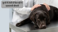 कुत्तों को अपना शिकार बना रही ये रहस्यमयी बीमारी, कहीं आपके डॉग को भी तो नहीं है? लक्षण पहचान आज ही करा लें जांच