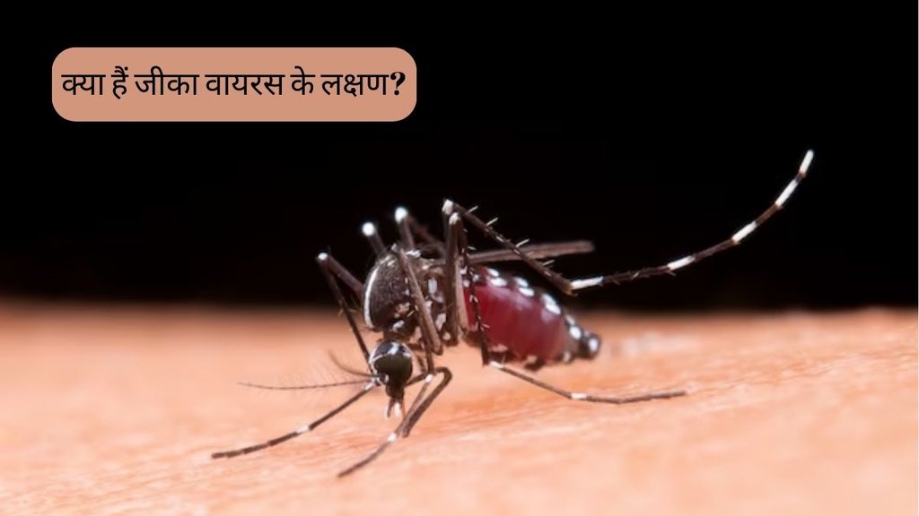 Zika virus । Zika virus in Karnataka । Zika virus Symptoms । Zika virus mosquito