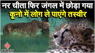 Kuno National Park: Cheetah Pawan Kuno के खुले जंगल में छोड़े गए, चीतों की संख्या हुई चार| MP