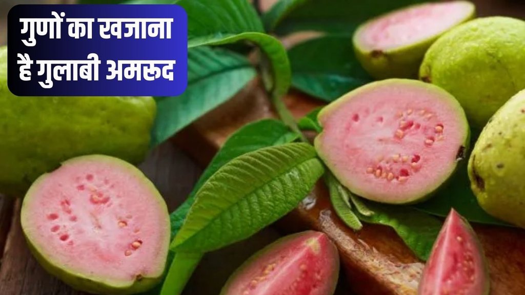 Pink Guava । Pink Guava Health Benefits । Health News