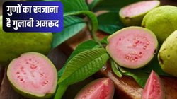 सेहत के लिए खजाना है गुलाबी अमरूद, डायबिटीज से लेकर मोटापा और दिल से जुड़ी गंभीर बीमारियों से रख सकता है दूर, आज ही बनाएं डाइट का हिस्सा