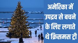 Christmas Tree: बाइबल में नहीं है क्रिसमस ट्री का जिक्र, फिर कैसे शुरू हुआ चलन?