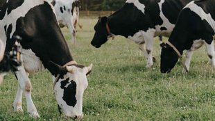 Cow and Bull marriage
