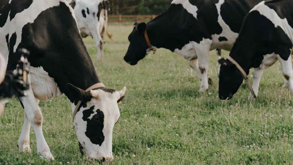 Cow and Bull marriage