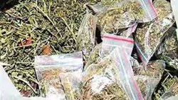 बिहार में नशीले पदार्थों की तस्करी बढ़ी, इस साल अब तक 26 सौ किलो से ज्यादा का गांजा पकड़ा गया