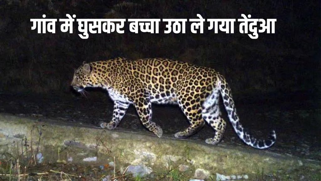 leopard trails, leopard print, leopard attack