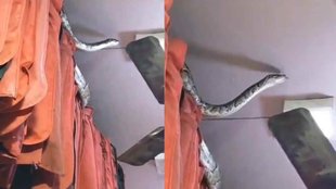 Python in meerut Shop