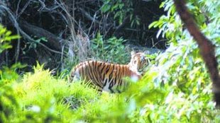 Tiger| forest|