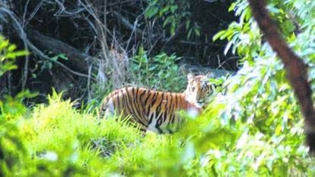 Tiger| forest|