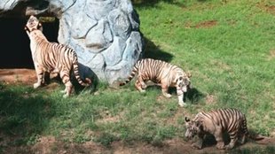 Tiger| zoo