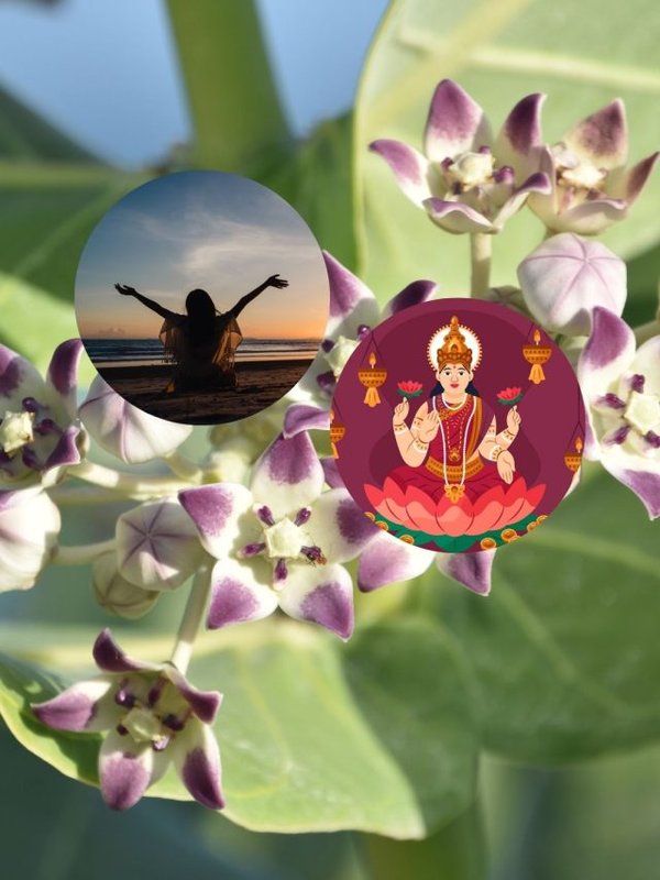 Lucky Plants for Money