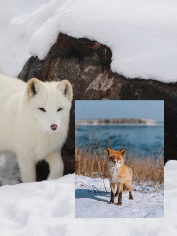 Name of Animals turn white in winters (1)