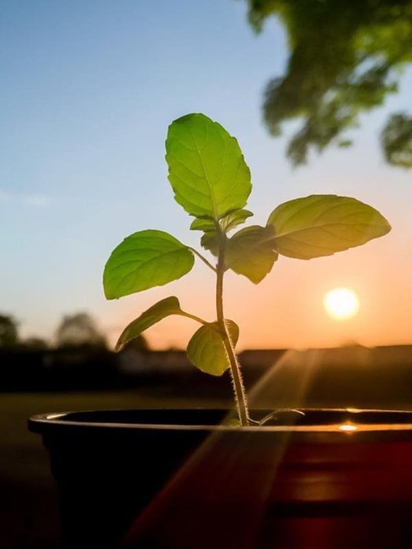 Tulsi Plant