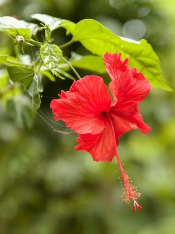 hibiscus flower । hibiscus flower benefits । Health benefits of hibiscus flower