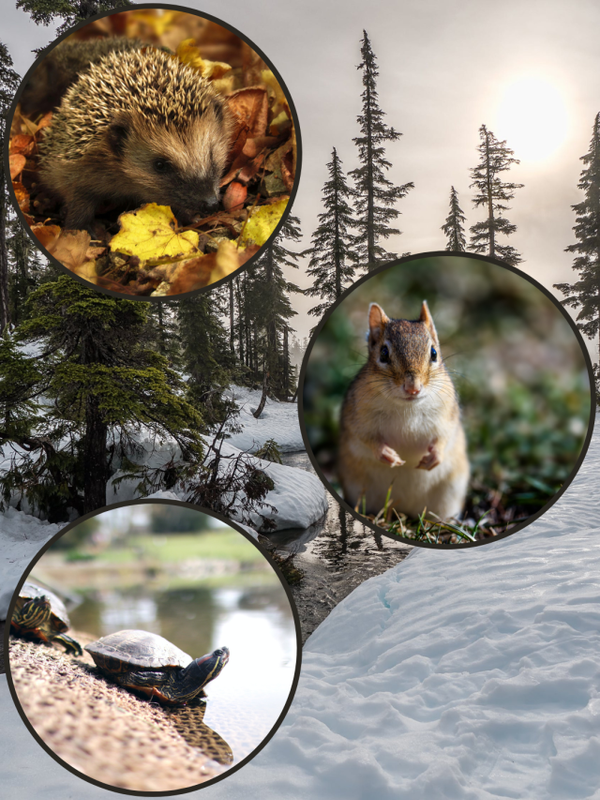 These 8 animals go into hibernation in Winter