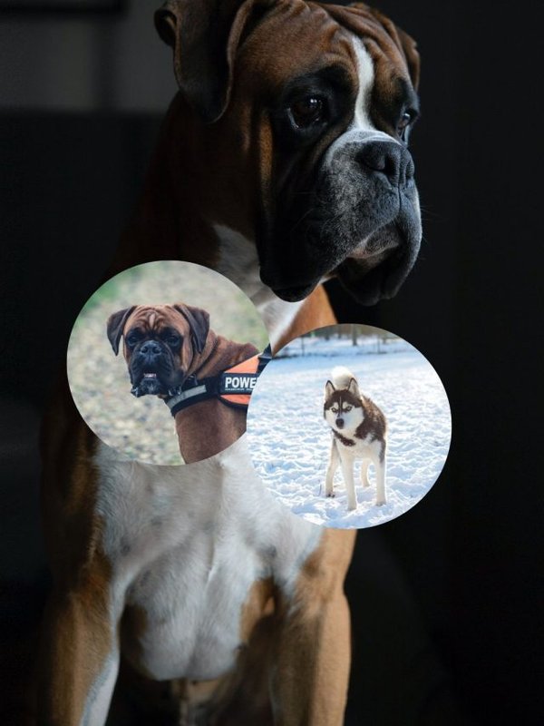 most dangerous dogs in the world