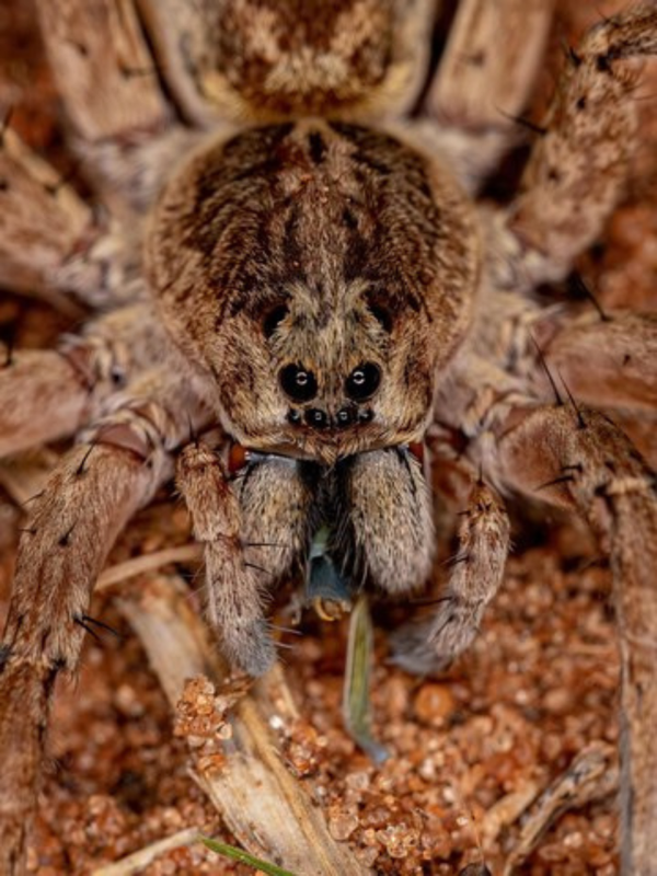 Wolf spider do not spin webs, it also hunts like a wolf