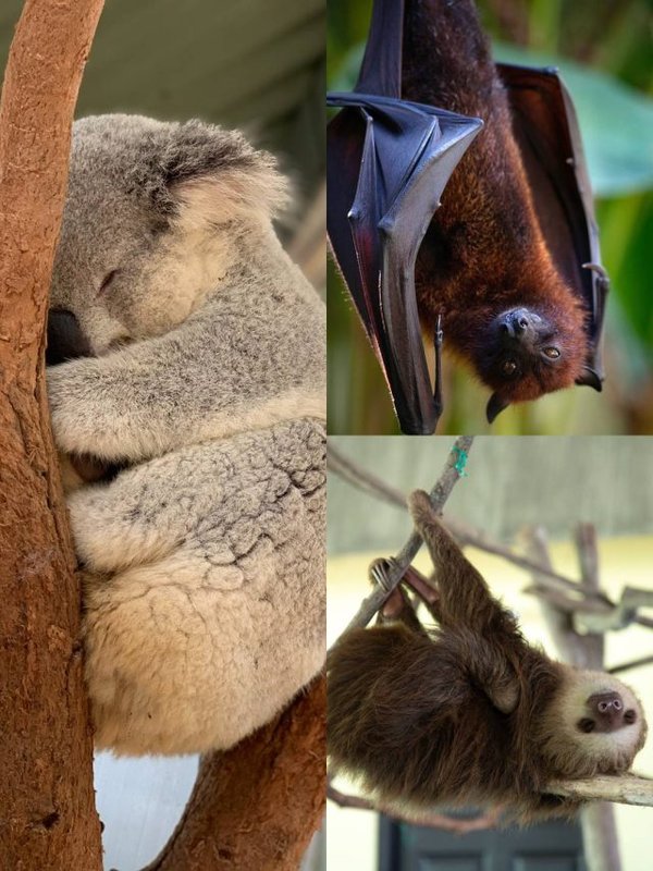 These 8 animals sleep for more than 20 hours