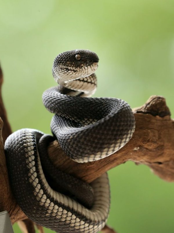 cropped-black-snake-in-dream-8.jpg